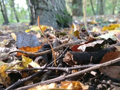 Macrotyphula fistulosa