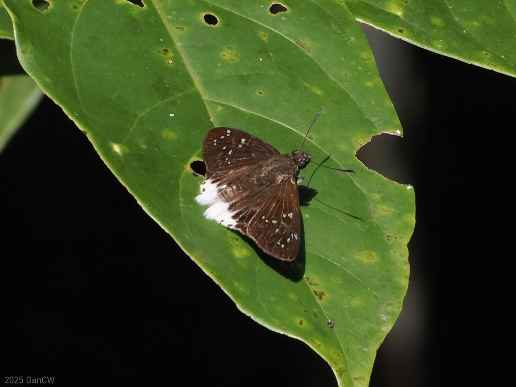 Striated Angle
