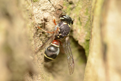 Paraleptomenes miniatus