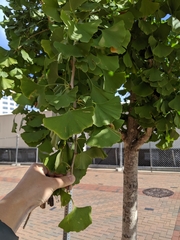 Ginkgo biloba