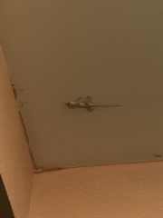 Hemidactylus flaviviridis