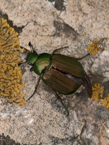 Mimela peckinensis