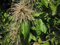 Triplaris americana