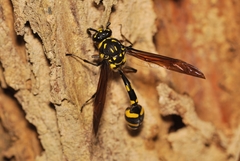 Phimenes flavopictus formosanus