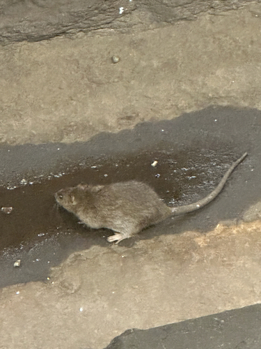Rat photographed near here on 2025-08-09