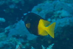 Siganus uspi