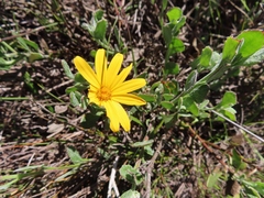 Osteospermum potbergense