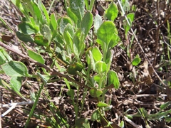 Osteospermum potbergense