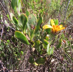 Osteospermum potbergense