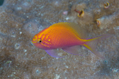 Hawkfish Anthias photo 4