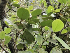 Monimia rotundifolia