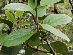 Monimia rotundifolia