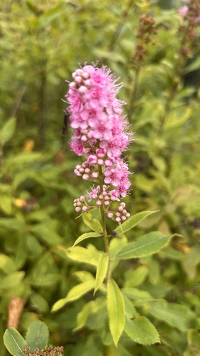 Bridewort