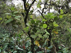 Monimia rotundifolia