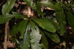 Beilschmiedia obtusifolia