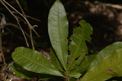 Beilschmiedia obtusifolia