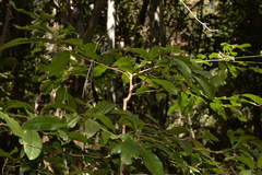 Beilschmiedia obtusifolia