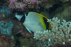 Chaetodon oxycephalus