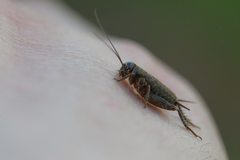 Modicogryllus frontalis
