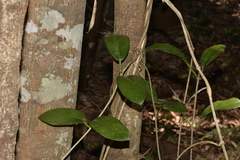 Hoya australis australis