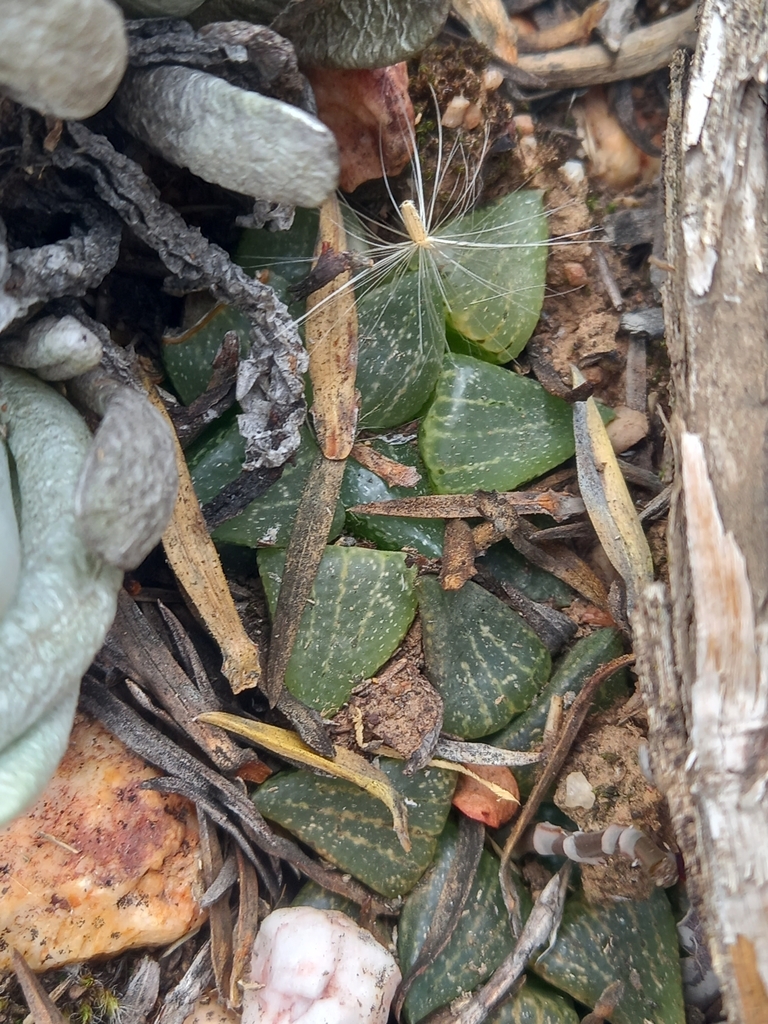 Haworthia emelyae, Eden, ZA-WC, ZA