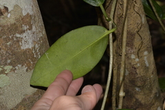 Hoya australis australis