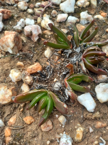 Shade Tonguefig (Glottiphyllum depressum)