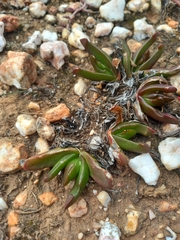 Glottiphyllum depressum, photograph (c) Christiaan Viljoen, some rights reserved (CC BY)