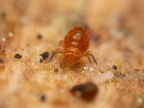 Vesicephalus crossleyi