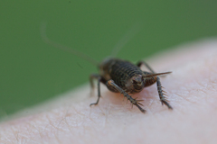 Modicogryllus frontalis