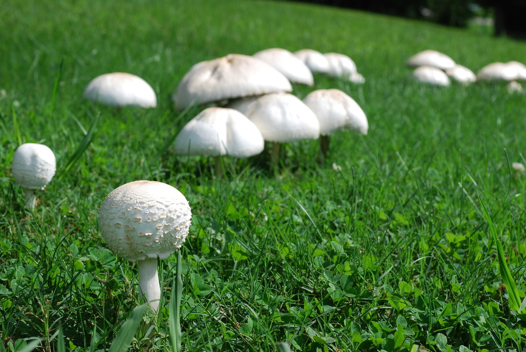 Green-spored Parasol