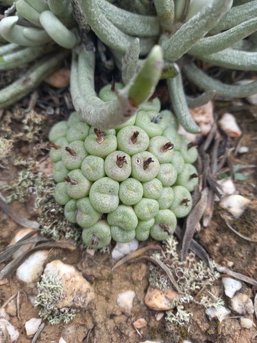 Eastern Buttons (Conophytum truncatum)