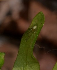 Thwaitesia nigronodosa