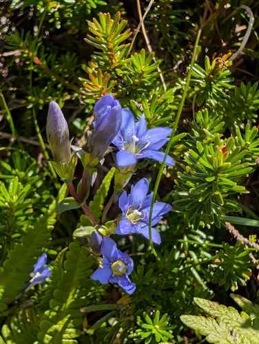 Gentiana nipponica, photograph 3