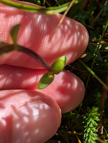 Gentiana nipponica, photograph 4