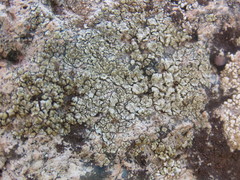 Lecanora polytropa