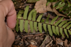 Thwaitesia nigronodosa