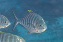 Ferdauia ferdau