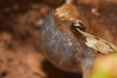 Microhyla nilphamariensis