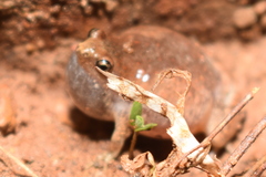 Microhyla nilphamariensis