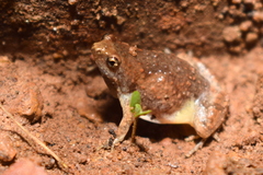 Microhyla nilphamariensis