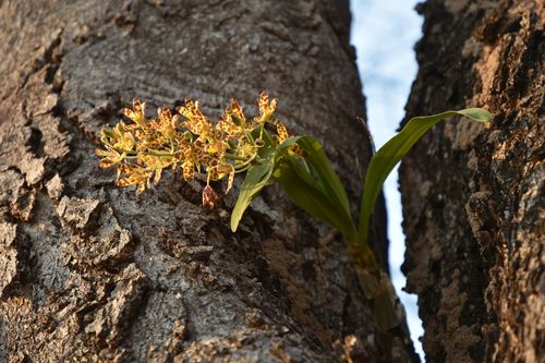 Ansellia africana image