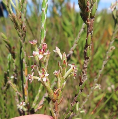 Struthiola striata