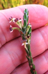 Struthiola striata