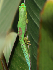 Phelsuma lineata