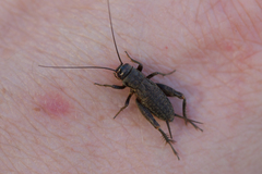 Modicogryllus frontalis