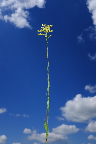 Gattinger's Goldenrod (Solidago gattingeri)