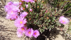 Lampranthus ceriseus