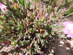 Lampranthus ceriseus