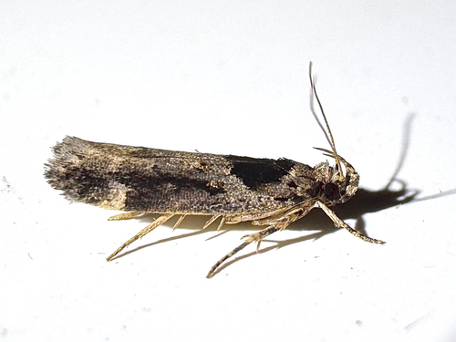 Walsingham's Moth photo 5